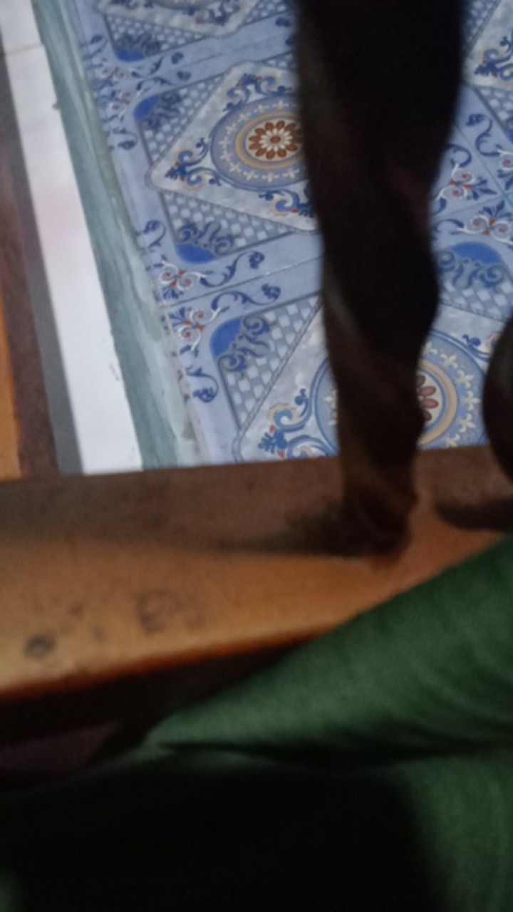 Bistro Toples Oval Motif Acak