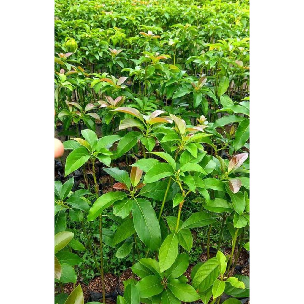 KW IMPORT 2 BIBIT BUAH ALPUKAT NON ATAU TANPA BIJI SUPER UNGGUL %1