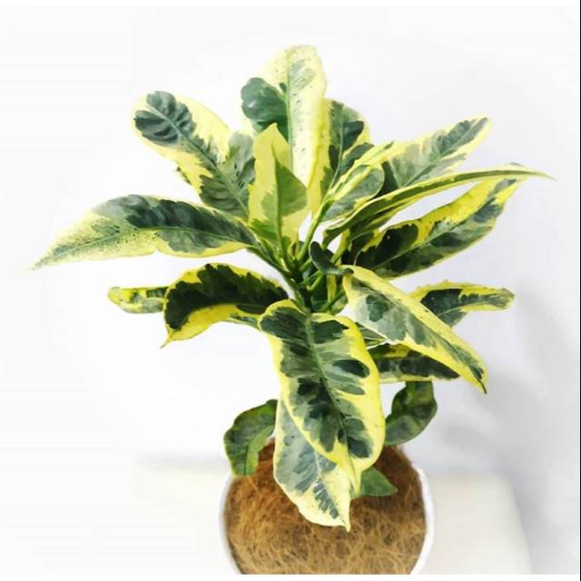 Bibit tanaman hias puring susu / tanaman hias puring / tanaman puring susu / tanaman puring susu