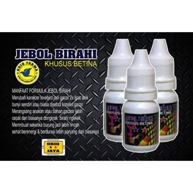 Jebol birahi betina vitamin burung lovebird oriq farma