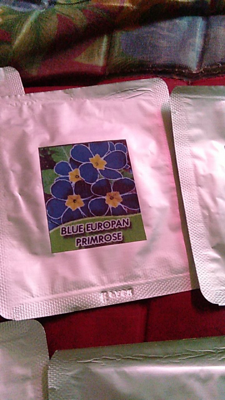 Biji Bunga Blue Europan Primrose