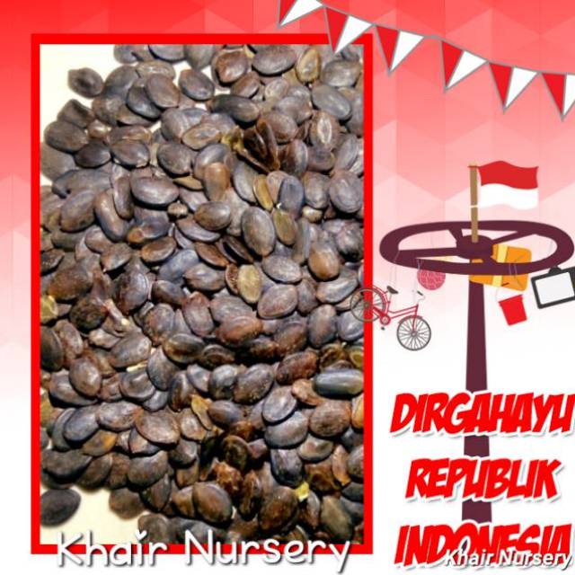 Benih biji kaliandra merah