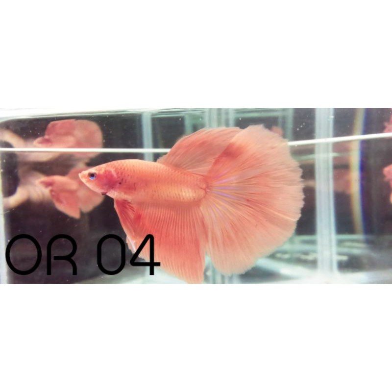 Cupang Hias HM Solid HM Orange Soft Halfmoon Orange Soft HM Pink Male Real Pict Real Video Size L