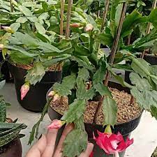 Wijaya kusuma kepiting (schlumbergera sp) - Bibit Tanaman Hias Wijaya Kusuma Kepiting murah 6 Varian / Wijaya kusuma