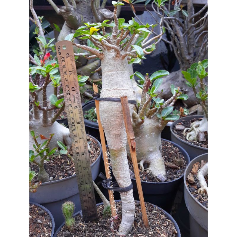 Adenium thaisoco