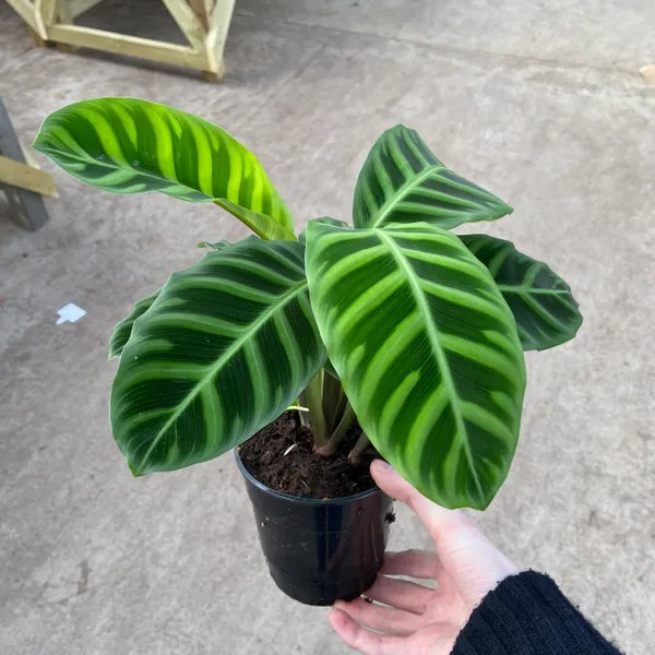 Tanaman hias calathea  zebrina  Shopee Indonesia