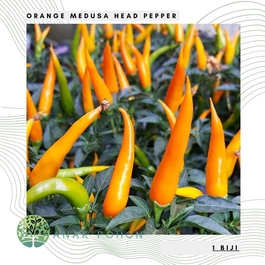 Benih Bibit Biji - Cabai Orange Medusa Head Pepper Seeds