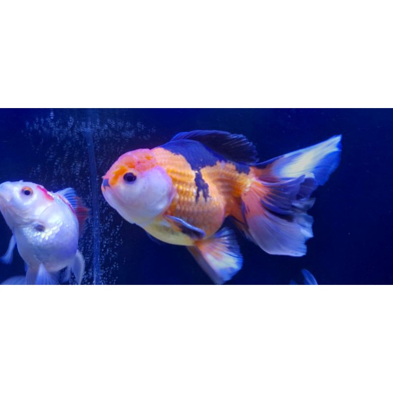 Ikan Mas Koki Oranda Jumbo
