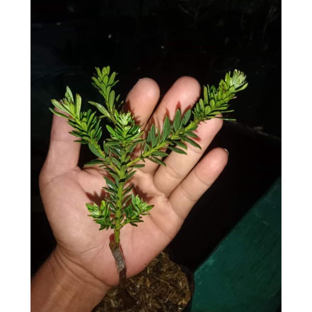 Lohansung Air Brush/ Lohansung Mikro/ Lohansung Biji Beras