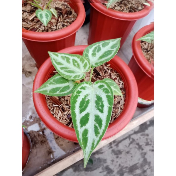 kuping gajah silver blush