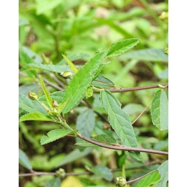 

Daun sidaguri segar fresh per 1 kg