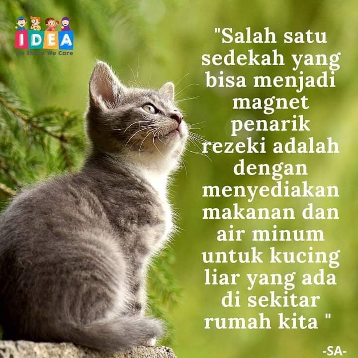 Bibit Jeruk Chokun Madu Manis Jeruk Chokun Thailand Okulasi