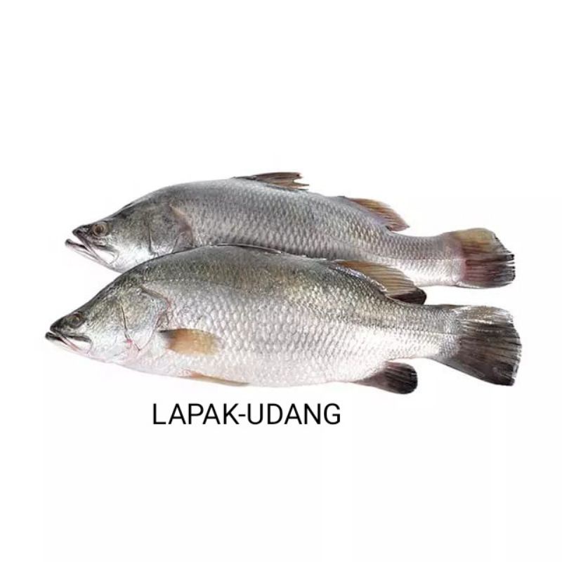 

Ikan Kakap Putih Segar Baramundi