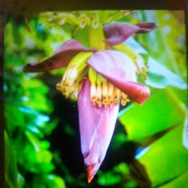 

jantung pisang