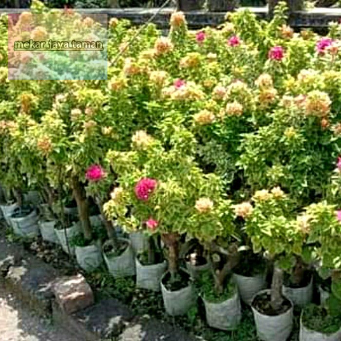 bugenvil singapur varigata merah fanta