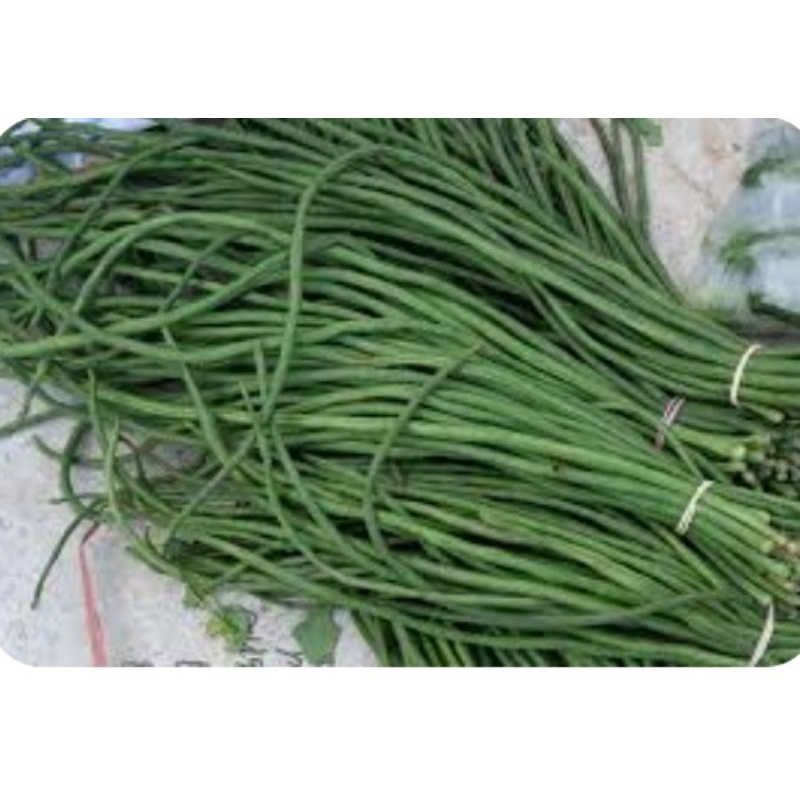 

Kacang Panjang