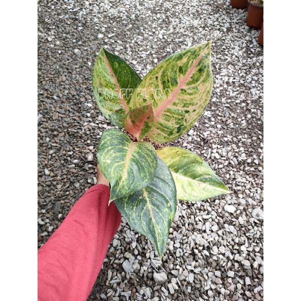 Aglonema Mahameru
