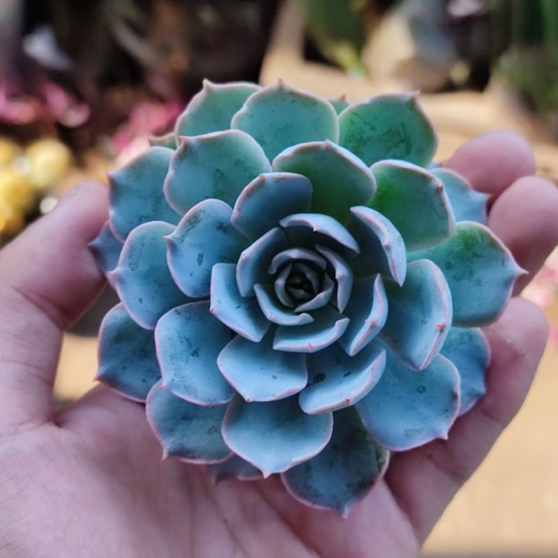 Sukulen Echeveria subsessilis subseilis import morning beauty