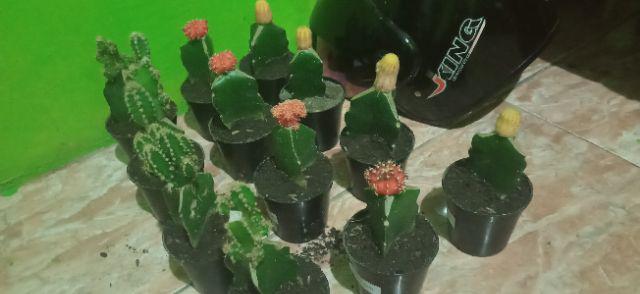 Paket Hemat 3 Pcs Plus Pot