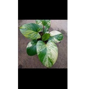 Bonggol Homalomena Rubescens Variegata