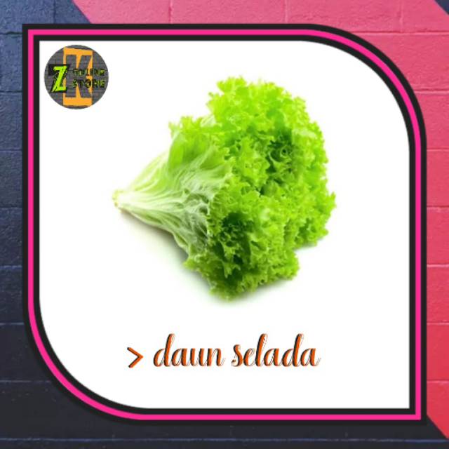 

Daun selada (100gr)