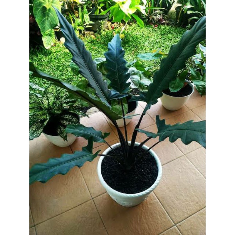 Keladi Keris Papua Jumbo Size