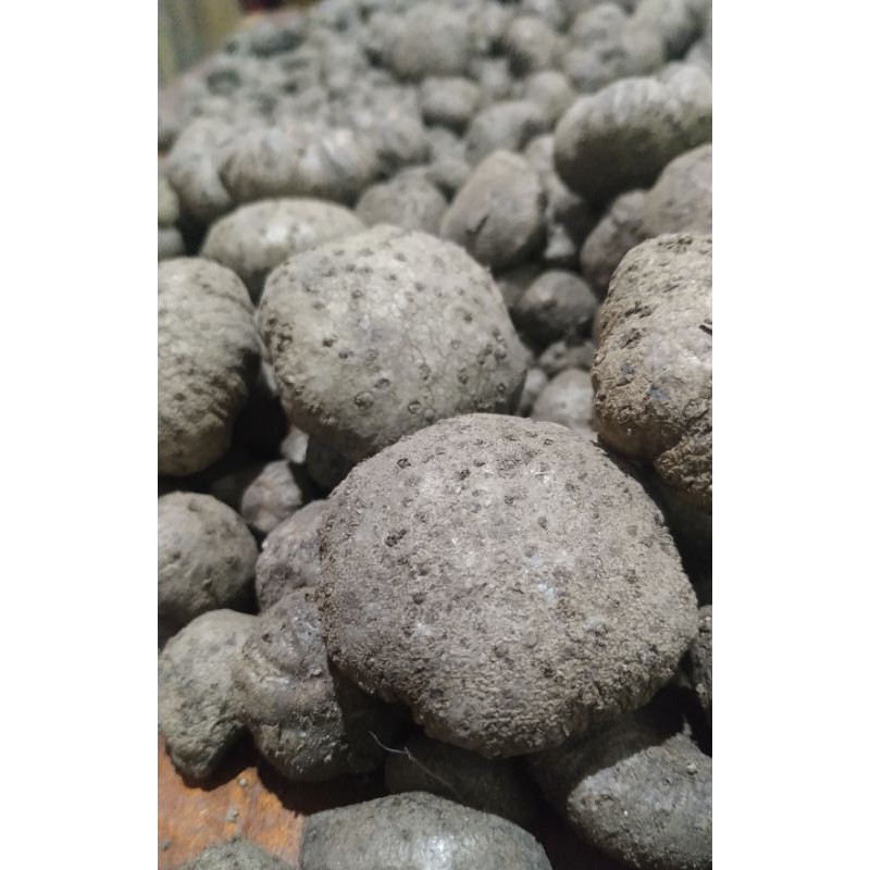 bibit katak porang 1 kg isi 250-650 asli dorman siap tanam asli madiun