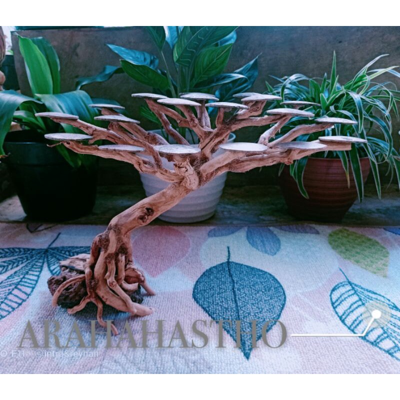 Bonsai Aquascape Doyong