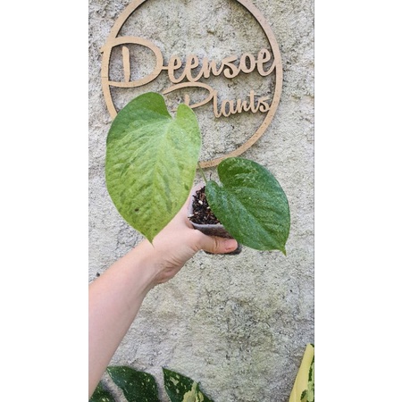 amydrium medium mint varigata pucuk otw 3 daun