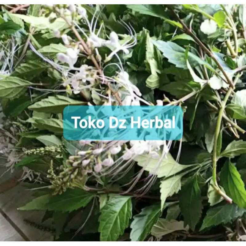 

Daun kumis kucing segar per 1 kg petik langsung-az