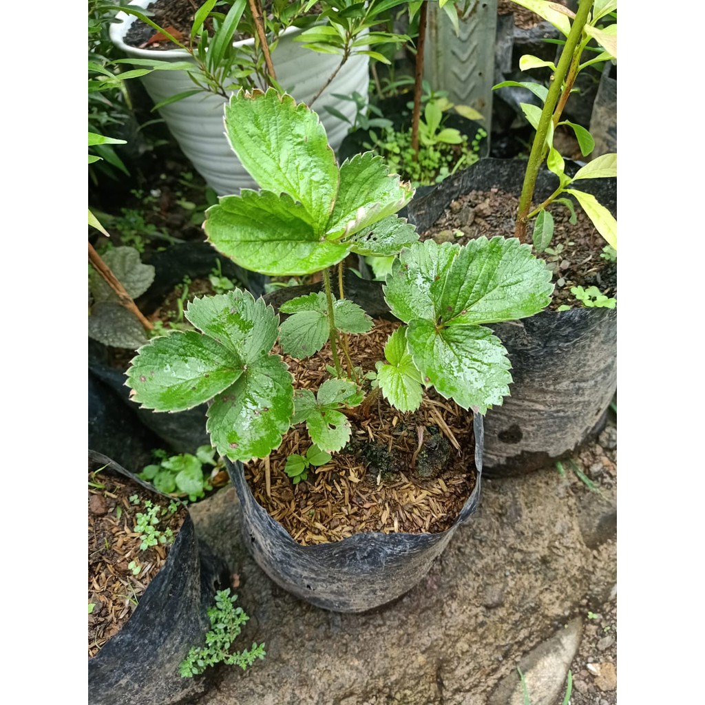Bibit pohon strawberry jumbo/ buah strawberry