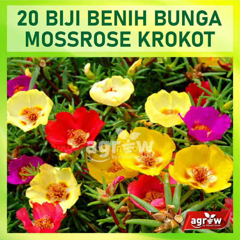 Benih Bunga Mossrose Mix Krokot 20 Biji Portulaca Mix Import