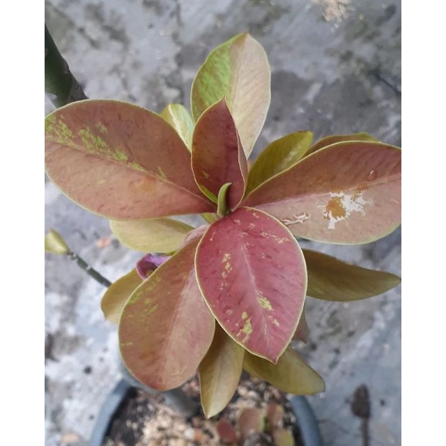 ficus elastica red blast / tanaman hias
