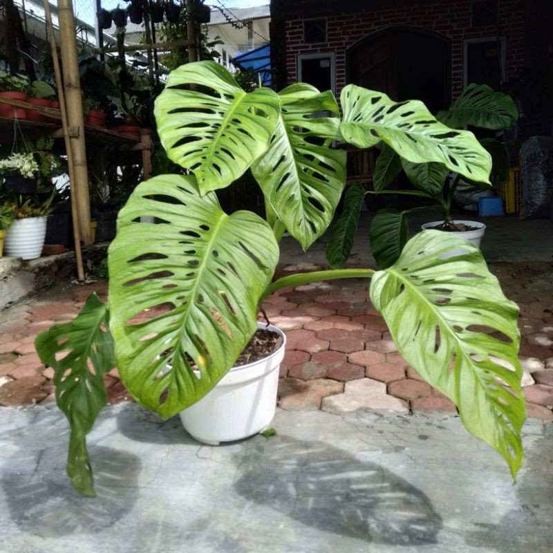 Monstera Acuminata Asli (anakkan) 2-4 Daun Up ( PROMO )