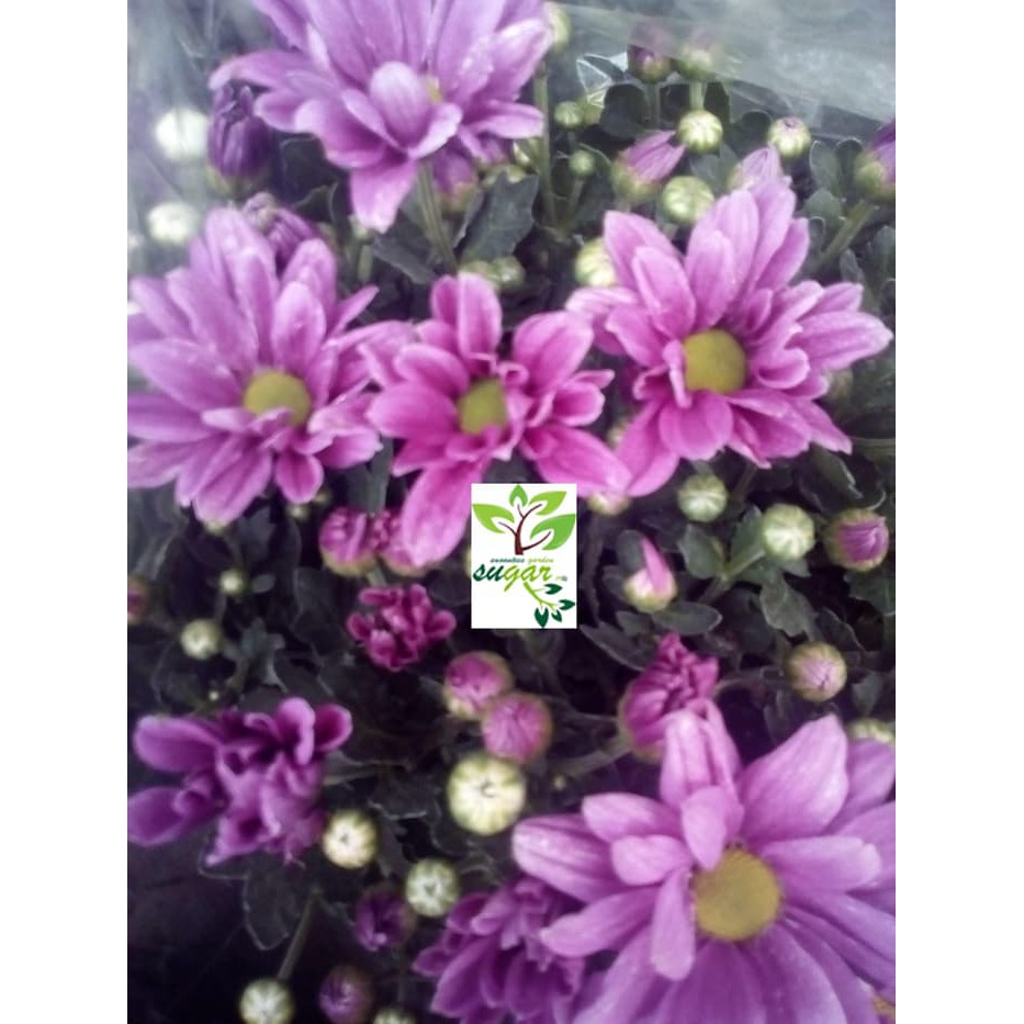 krisan aster ungu muda