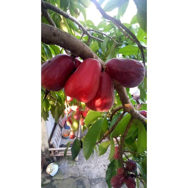 BIBIT JAMBU JAMAIKA JUMBO