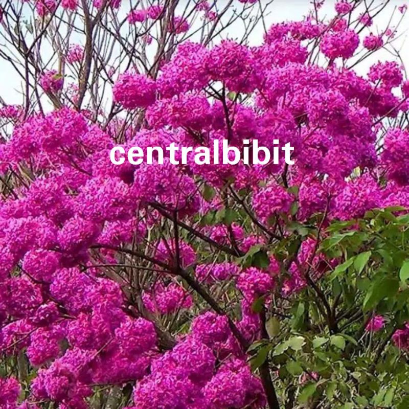 bibit bunga tabebuya merah super