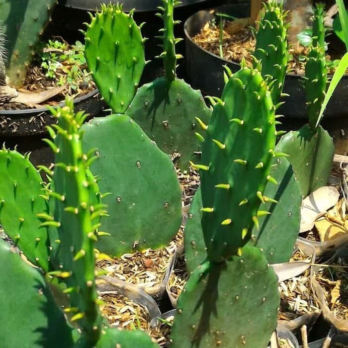 tanaman hias kaktus  centong kaktus  centong pohon kaktus  