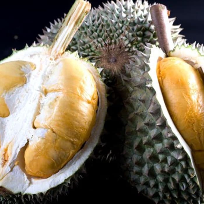 paket 3 bibit durian duri hitam super
