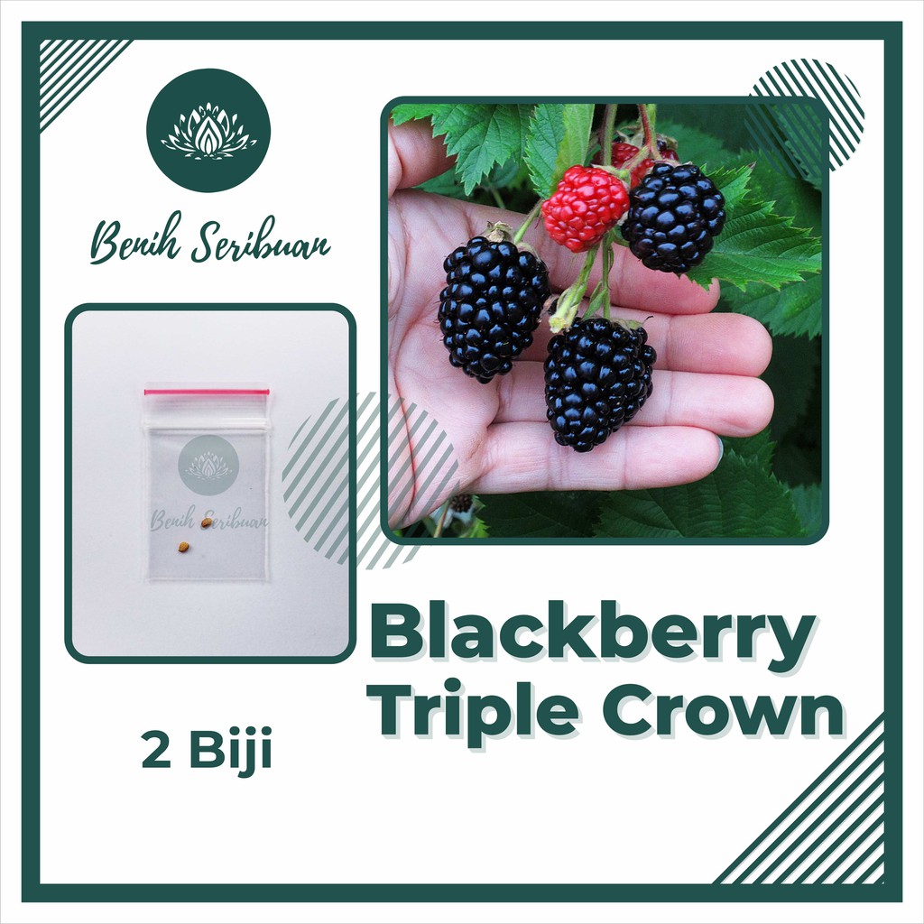 2 Benih Bibit Blackberry Triple Crown Tanaman Buah Blackbery Import Premium Unggul Berkualitas Super