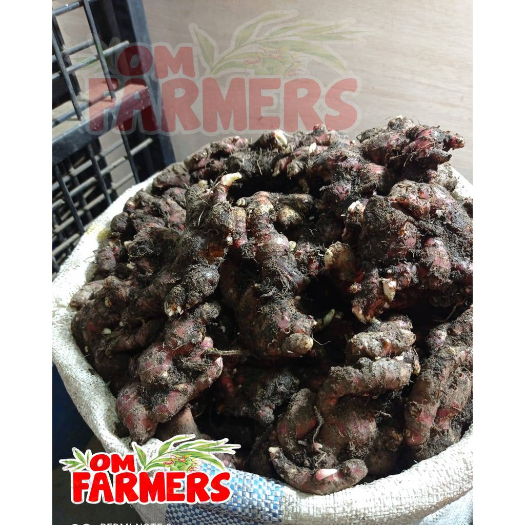 Jahe Merah Bibit Super/Jahe Merah Segar /Jahe Merah Medan