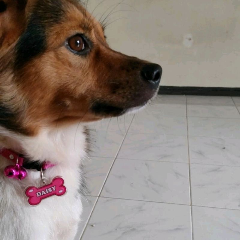 Kalung ANJING (Lonceng 2 + Nama + Kalung)