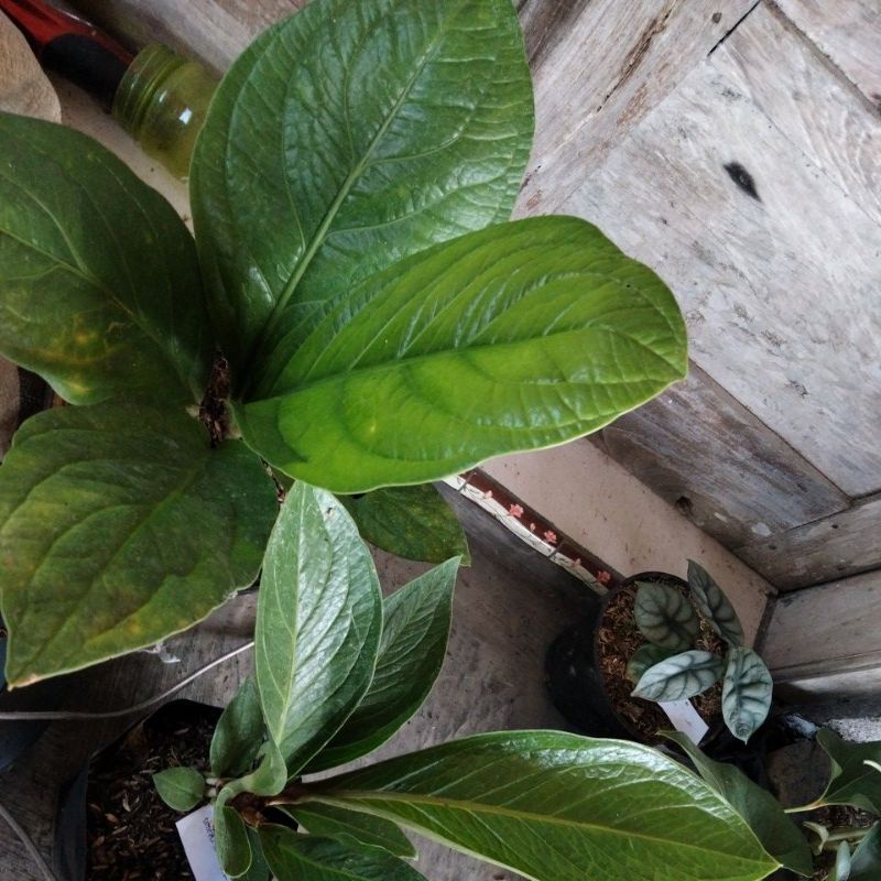 JEMANI mangkok Eka dan mangkok cobra