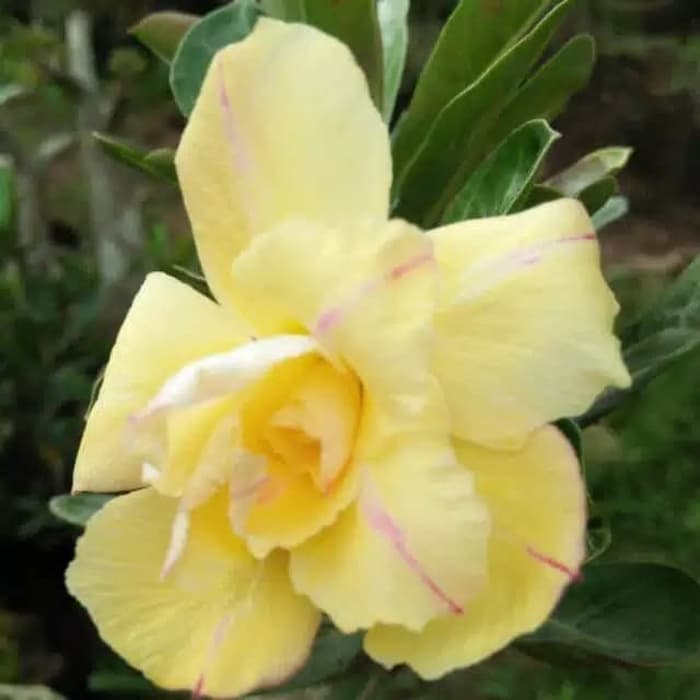 

Bibit bunga kamboja yellow vietnam