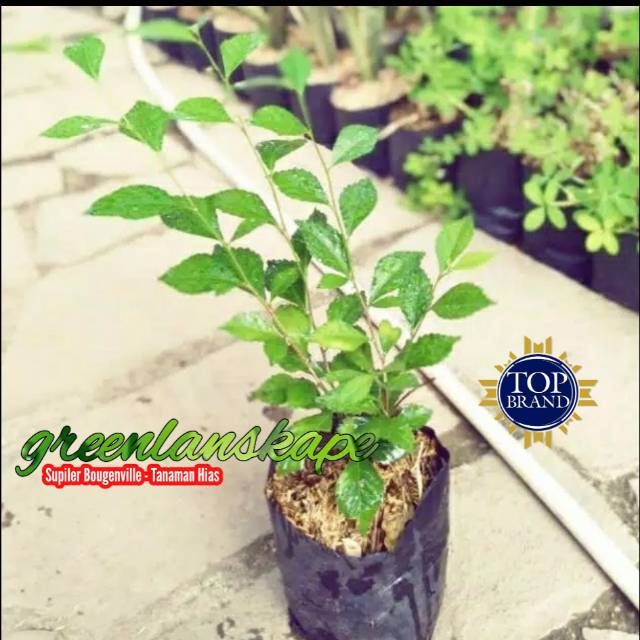 Jual Pohon Teh Tehan Acalypha Siamensis Tanaman Pagar Shopee Indonesia