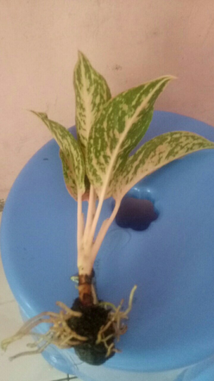 Aglonema Widuri / Aglaonema Red Peacock Remaja