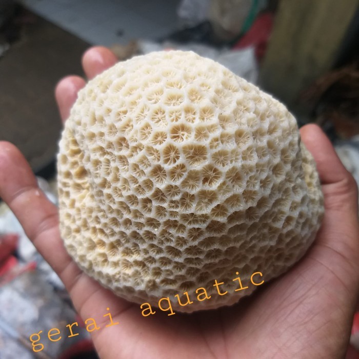 Karang laut karang Kancing ukuran m Aquarium