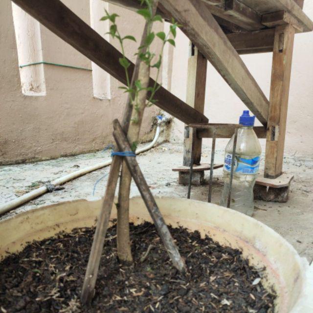 Ternama Bahan Bonsai Anting Putri Murah