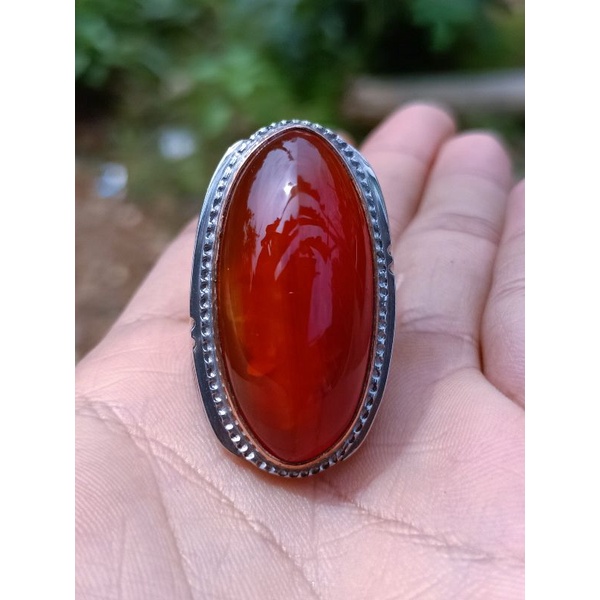 pandan merah sisik betok