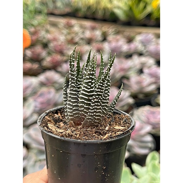 Haworthia Attenuata Truncata Tesselata Glabrata Limifolia Bebas Pilih